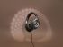 Focal  HADENYS  1kus
